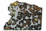 Polished Sericho Pallasite Meteorite ( g) Slice - Kenya #313678-1